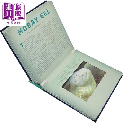 【中商原版】光与影视觉书系列共8册 会动的3D图片书立体绘本 英文原版 科普读物 丛林Jungle海洋Ocean恐龙 鸟类 昆虫 进口书 商品图1