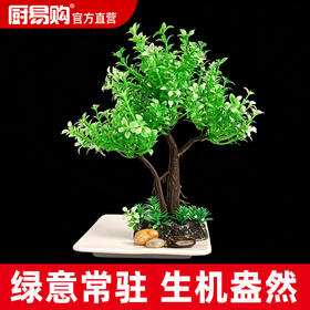 造景大师系列—唯美【迎春树】 随手一放即可绽放唯美！