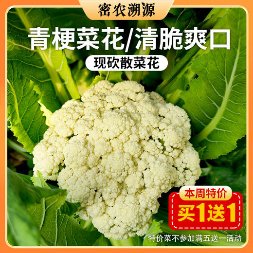 密云现砍散菜花 1斤 松散个大  脆嫩爽口 脆而不烂 商品图0
