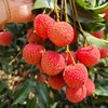 【顺丰！】广东茂名白糖罂荔枝3斤 新鲜采摘，几乎纯甜，皮薄多汁。收到冷藏3小时再食用！！ 商品缩略图2