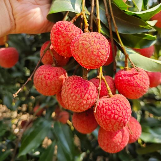 【顺丰！】广东茂名白糖罂荔枝3斤 新鲜采摘，几乎纯甜，皮薄多汁。收到冷藏3小时再食用！！ 商品图2