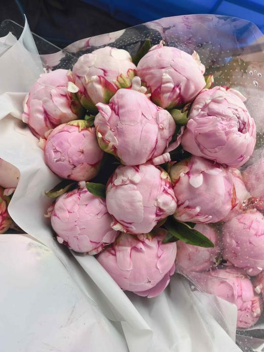 A级粉莎拉芍药花5支 商品图1