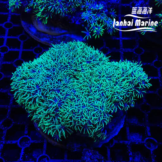 印尼紫皮星花 商品图3