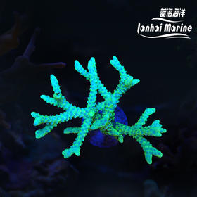 金龙骨