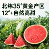 【顺丰！】西域美农 美都麒麟瓜西1个  甘甜多汁 商品缩略图0