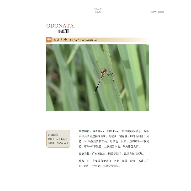 试读PDF-9787308270007(1-1)-永康野生动物图鉴 昆虫卷_021.jpg