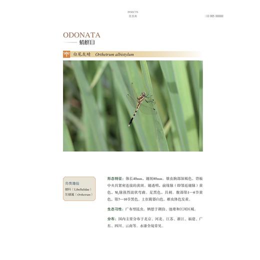 永康野生动物图鉴/郑荣泉 陈敏 著/浙江大学出版社 商品图3
