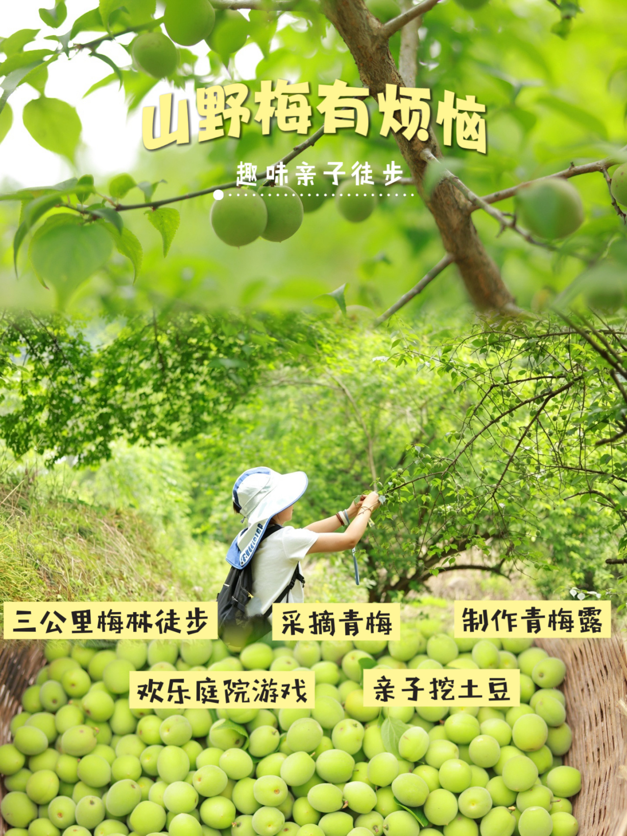 5.23【大邑-山野梅有烦恼】3公里梅林轻徒步，采摘青梅亲手制作青梅露，欢乐庭院亲子游戏，田野挖土豆（可带走）