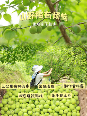 5.23【大邑-山野梅有烦恼】3公里梅林轻徒步，采摘青梅亲手制作青梅露，欢乐庭院亲子游戏，田野挖土豆（可带走）