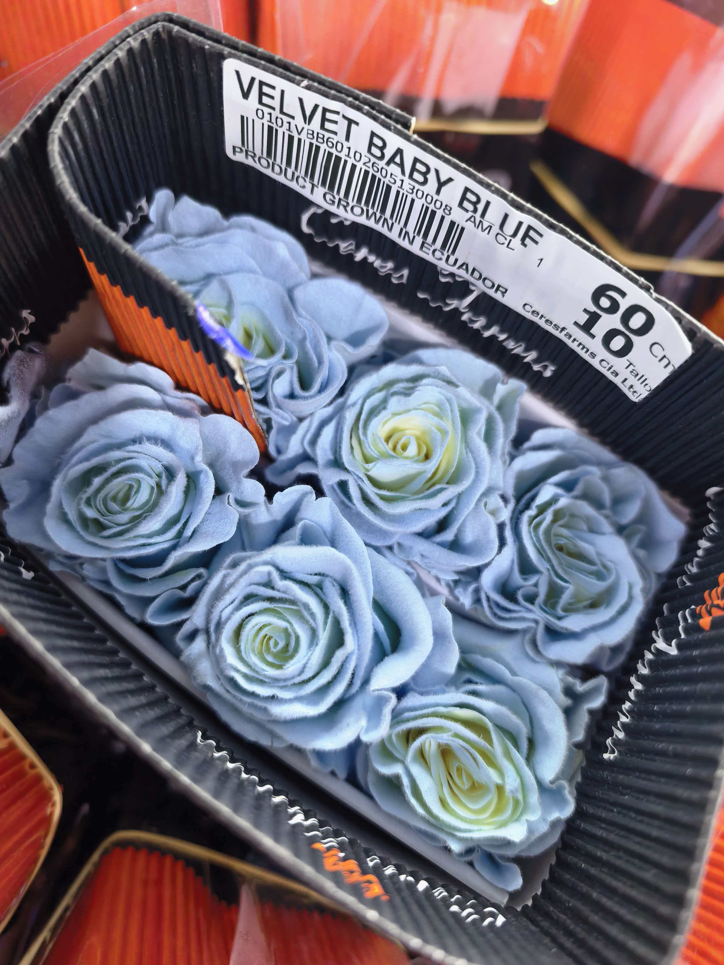 厄瓜多尔玫瑰进口Baby blue velvet 宝贝蓝天鹅绒