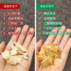 有机百合干 粉糯易煮  拒绝熏硫 煲汤甜汤煮粥好食材 商品缩略图2
