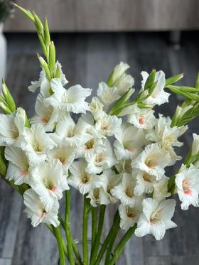 奶油红心阿贾克斯剑兰80CM10支