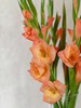 橙色三文鱼剑兰80CM10支 商品缩略图4