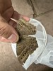 6.6/6.21/7.4【龙泉紫霞山·虫虫特工队之趣味山野昆虫寻踪半日营】龙泉山山野徒步+特工集结·虫虫小课堂+辨树寻虫·山野实操+STEAM实践·虫虫创意工坊 商品缩略图12