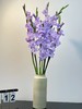 香芋紫剑兰80CM10支 商品缩略图3