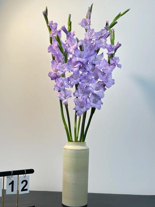 香芋紫剑兰80CM10支 商品图3