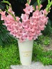粉色剑兰阿迪娜80CM10支 商品缩略图0