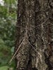6.6/6.21/7.4【龙泉紫霞山·虫虫特工队之趣味山野昆虫寻踪半日营】龙泉山山野徒步+特工集结·虫虫小课堂+辨树寻虫·山野实操+STEAM实践·虫虫创意工坊 商品缩略图9