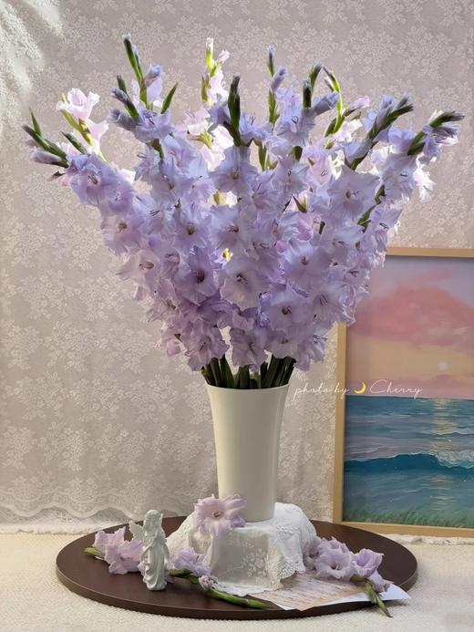 香芋紫剑兰80CM10支 商品图2