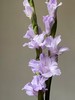 香芋紫剑兰80CM10支 商品缩略图1