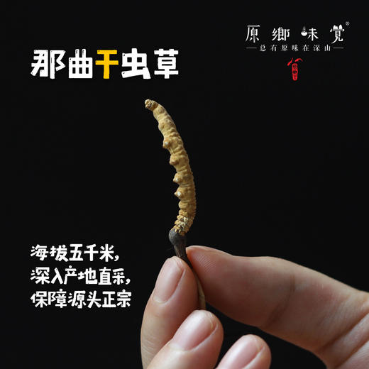 那曲【2023年干虫草】（成都仓库-顺丰包邮） | 10g，20g，来自西藏那曲市比如县，生产者：当地藏民【原乡直采】 商品图8