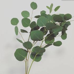 尤加利（苹果叶）1扎