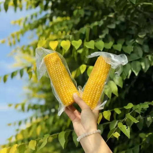 蒙谷阳光早安穗子有机香糯玉米1.5kg 商品图2