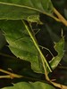 6.6/6.21/7.4【龙泉紫霞山·虫虫特工队之趣味山野昆虫寻踪半日营】龙泉山山野徒步+特工集结·虫虫小课堂+辨树寻虫·山野实操+STEAM实践·虫虫创意工坊 商品缩略图10