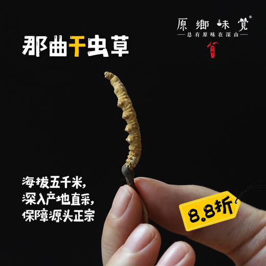 那曲【2023年干虫草】（成都仓库-顺丰包邮） | 10g，20g，来自西藏那曲市比如县，生产者：当地藏民【原乡直采】 商品图0