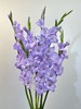 香芋紫剑兰80CM10支 商品缩略图4