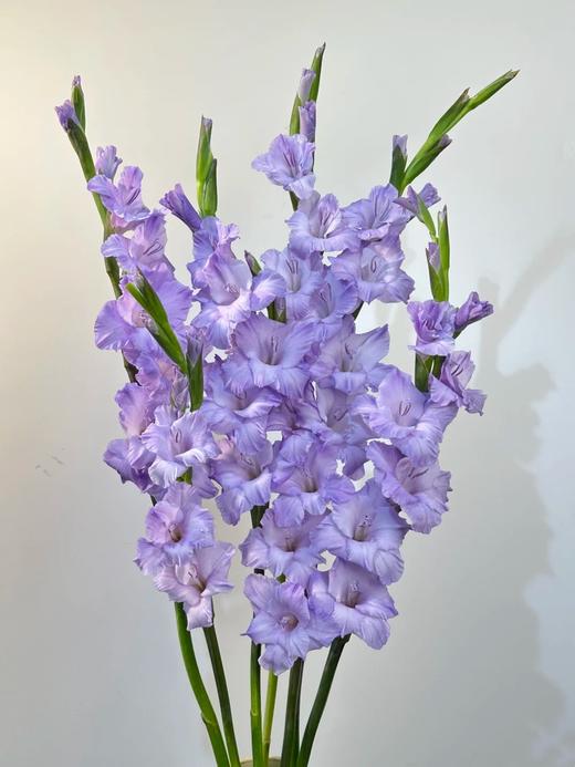 香芋紫剑兰80CM10支 商品图4