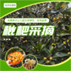 【浙团】浙江枇杷采摘畅吃券 商品缩略图0
