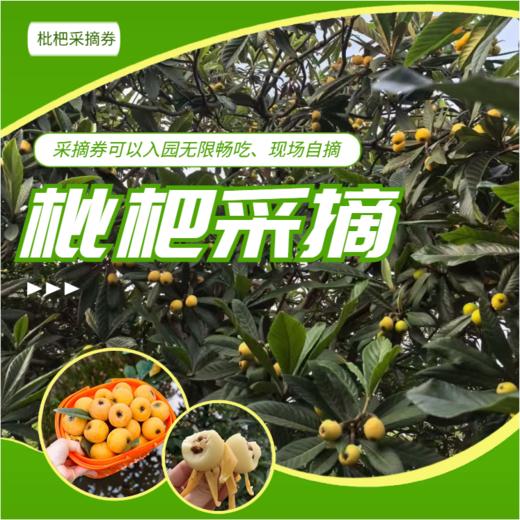 【浙团】浙江枇杷采摘畅吃券 商品图0