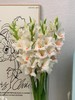 奶油红心阿贾克斯剑兰80CM10支 商品缩略图3