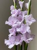香芋紫剑兰80CM10支 商品缩略图0