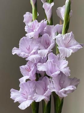 香芋紫剑兰80CM10支
