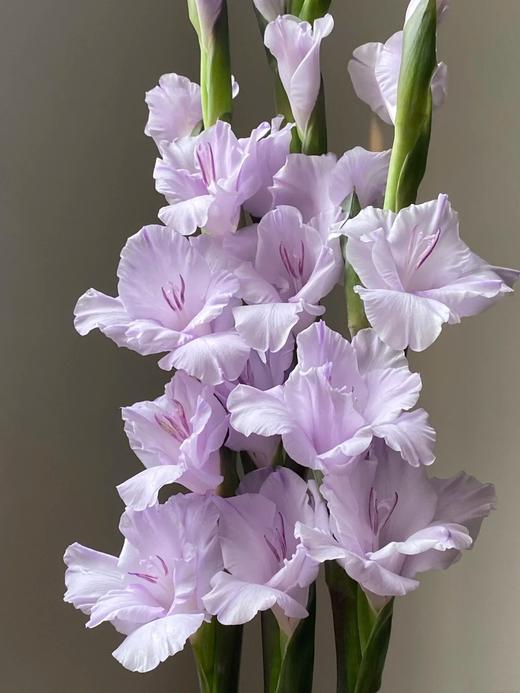 香芋紫剑兰80CM10支 商品图0