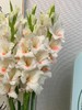 奶油红心阿贾克斯剑兰80CM10支 商品缩略图4