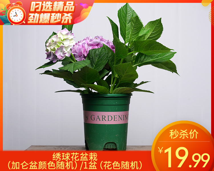 绣球花盆栽（加仑盆颜色随机）/1盆（花色随机）