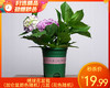 绣球花盆栽（加仑盆颜色随机）/1盆（花色随机） 商品缩略图0