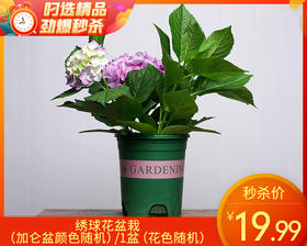 绣球花盆栽（加仑盆颜色随机）/1盆（花色随机）