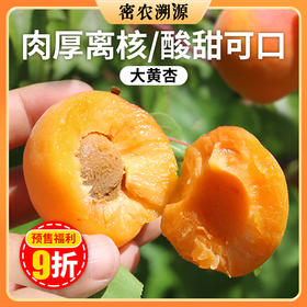 【预订】密云山区黄杏3斤 自然树熟  新鲜现摘  果肉饱满  酸甜可口
