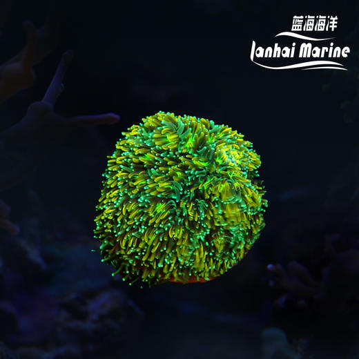 彩色菠萝丁 商品图0