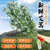 【预售】端午鲜艾挂门  艾草艾蒿   整颗现采 野地生长  长颗艾草叶艾蒿 驱蚊   北京同城 商品缩略图0