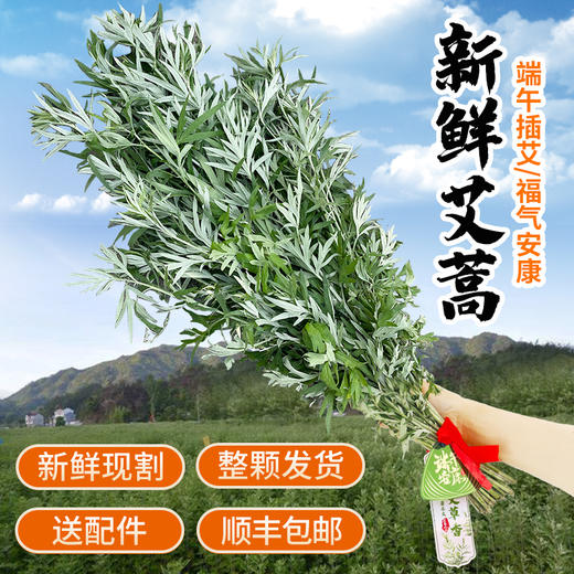 【预售】端午鲜艾挂门  艾草艾蒿   整颗现采 野地生长  长颗艾草叶艾蒿 驱蚊   北京同城 商品图0