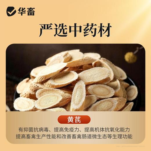 华畜兽药黄芪多糖口服液兽用抗病毒提高免疫扶正固本猪牛羊鸡鸭鹅 商品图2