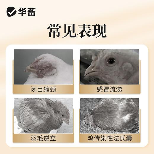 华畜兽药黄芪多糖口服液兽用抗病毒提高免疫扶正固本猪牛羊鸡鸭鹅 商品图1
