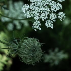 【初夏养心】芳研社 | 精油咨询服务当归精油香薰油