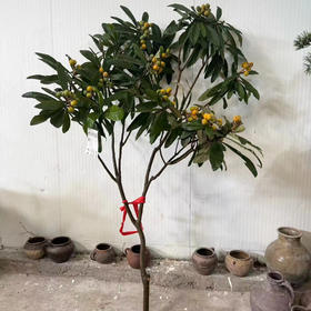枇杷树随机一支