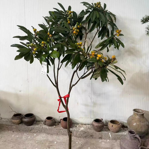 枇杷树随机一支 商品图0